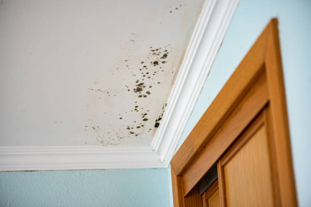 Best Crawl Space Mold Removal  in Crocker, WA