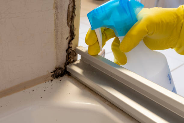 Professional Mold Removal in Crocker, WA
