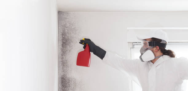 Best Mold Damage Repair  in Crocker, WA