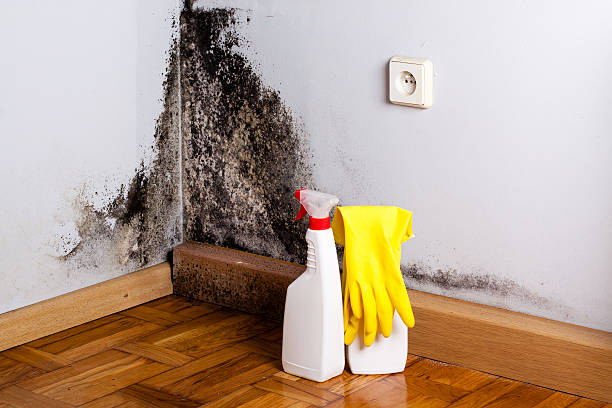 Best Professional Mold Removal  in Crocker, WA