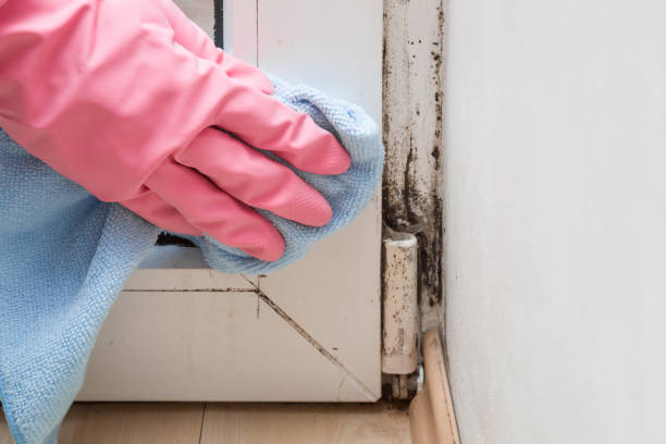 Best Mold Removal Near Me  in Crocker, WA